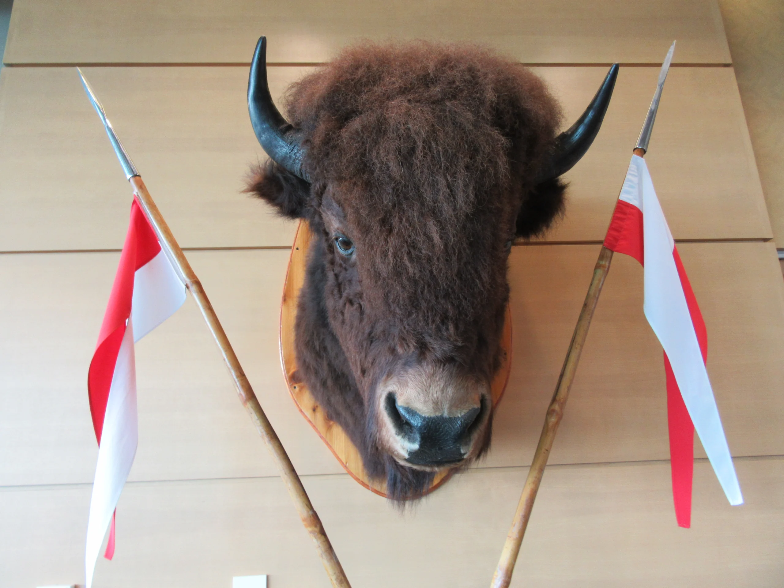 A mounted bison head is flanked by red and white flags